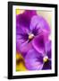 Pansies (Viola X Wittrockiana)-Maria Mosolova-Framed Photographic Print