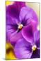 Pansies (Viola X Wittrockiana)-Maria Mosolova-Mounted Photographic Print