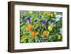 Pansies with morning dew, USA-Lisa Engelbrecht-Framed Photographic Print