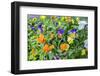 Pansies with morning dew, USA-Lisa Engelbrecht-Framed Photographic Print