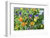 Pansies with morning dew, USA-Lisa Engelbrecht-Framed Photographic Print