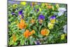 Pansies with morning dew, USA-Lisa Engelbrecht-Mounted Photographic Print