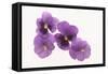 Pansies-DLILLC-Framed Stretched Canvas