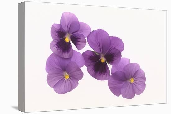 Pansies-DLILLC-Stretched Canvas