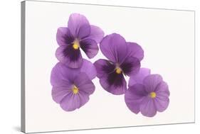 Pansies-DLILLC-Stretched Canvas