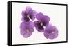 Pansies-DLILLC-Framed Stretched Canvas