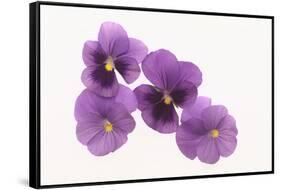 Pansies-DLILLC-Framed Stretched Canvas