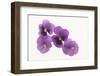 Pansies-DLILLC-Framed Photographic Print