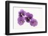 Pansies-DLILLC-Framed Photographic Print