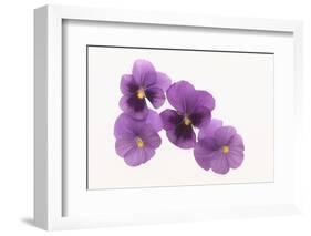 Pansies-DLILLC-Framed Photographic Print