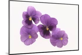 Pansies-DLILLC-Mounted Photographic Print