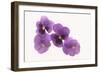 Pansies-DLILLC-Framed Photographic Print