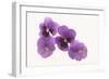 Pansies-DLILLC-Framed Photographic Print