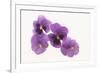 Pansies-DLILLC-Framed Photographic Print