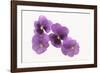 Pansies-DLILLC-Framed Photographic Print