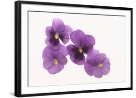 Pansies-DLILLC-Framed Photographic Print