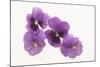 Pansies-DLILLC-Mounted Photographic Print