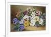 Pansies-Thomas Frederick Collier-Framed Giclee Print