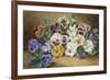 Pansies-Thomas Frederick Collier-Framed Giclee Print