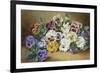 Pansies-Thomas Frederick Collier-Framed Giclee Print