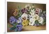 Pansies-Thomas Frederick Collier-Framed Giclee Print