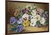 Pansies-Thomas Frederick Collier-Framed Giclee Print