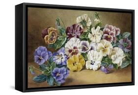 Pansies-Thomas Frederick Collier-Framed Stretched Canvas