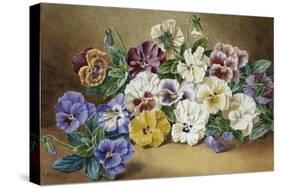 Pansies-Thomas Frederick Collier-Stretched Canvas