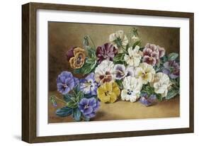 Pansies-Thomas Frederick Collier-Framed Giclee Print