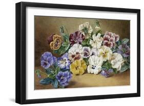 Pansies-Thomas Frederick Collier-Framed Giclee Print