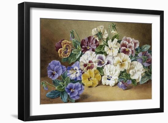 Pansies-Thomas Frederick Collier-Framed Giclee Print