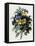 Pansies-Pierre-Joseph Redouté-Framed Stretched Canvas