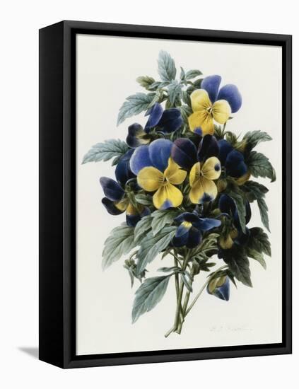 Pansies-Pierre-Joseph Redouté-Framed Stretched Canvas