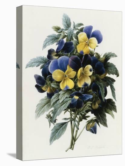 Pansies-Pierre-Joseph Redouté-Stretched Canvas