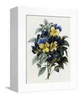 Pansies-Pierre-Joseph Redouté-Framed Stretched Canvas