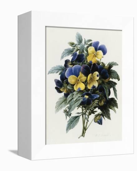 Pansies-Pierre-Joseph Redouté-Framed Stretched Canvas