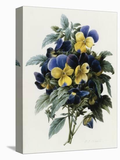 Pansies-Pierre-Joseph Redouté-Stretched Canvas