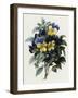 Pansies-Pierre-Joseph Redouté-Framed Giclee Print