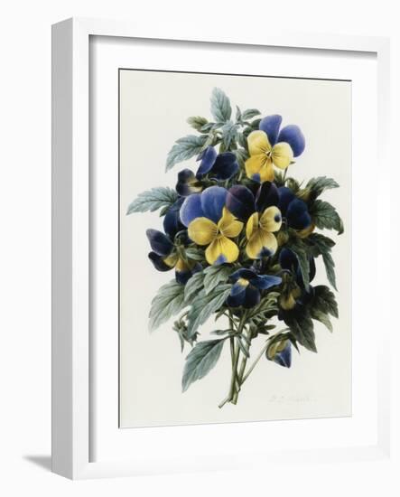 Pansies-Pierre-Joseph Redouté-Framed Giclee Print