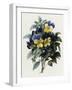 Pansies-Pierre-Joseph Redouté-Framed Giclee Print