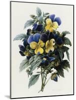 Pansies-Pierre-Joseph Redouté-Mounted Giclee Print