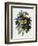 Pansies-Pierre-Joseph Redouté-Framed Giclee Print