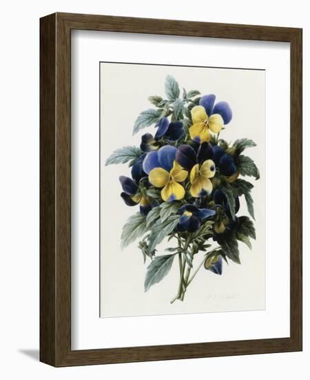 Pansies-Pierre-Joseph Redouté-Framed Giclee Print