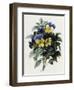 Pansies-Pierre-Joseph Redouté-Framed Giclee Print