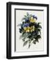 Pansies-Pierre-Joseph Redouté-Framed Giclee Print