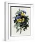 Pansies-Pierre-Joseph Redouté-Framed Giclee Print