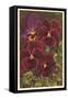 Pansies-null-Framed Stretched Canvas