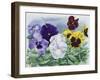 Pansies-Christopher Ryland-Framed Giclee Print