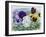 Pansies-Christopher Ryland-Framed Giclee Print