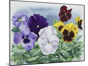 Pansies-Christopher Ryland-Mounted Giclee Print